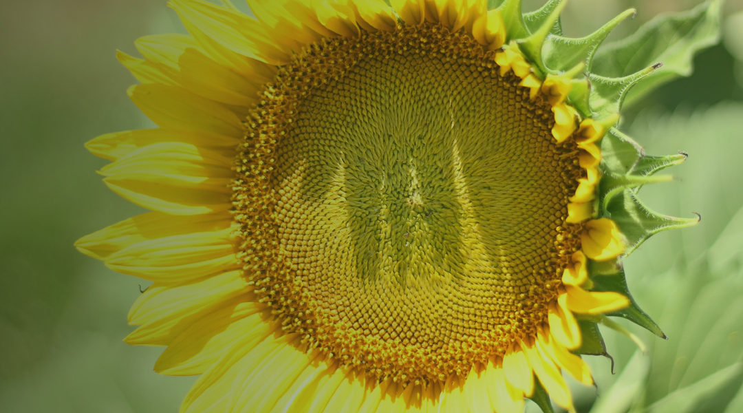 Planning for Summer… Within Reason