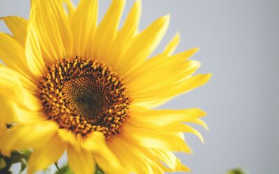 What Makes Life Good? It’s More Than Money
