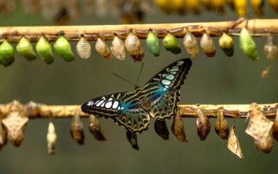 Why Is Transformation Such a Scary Word?
